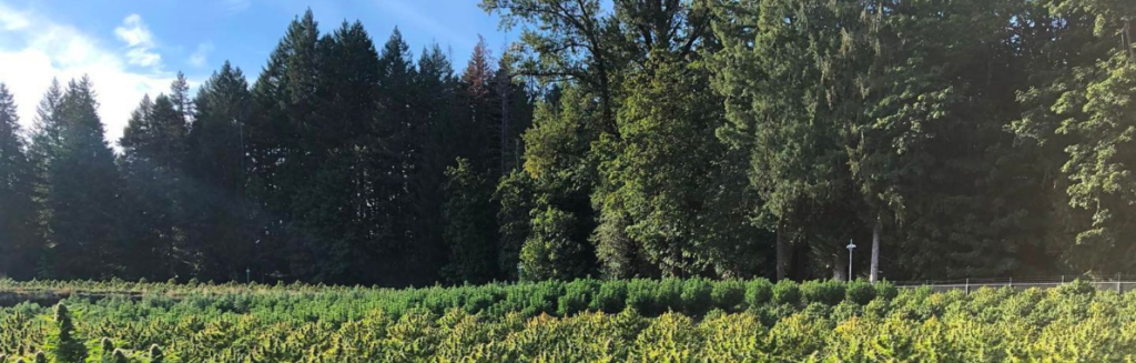 Meet Dabble: The Craft Cannabis Experience Grown Right Here in the Cowichan